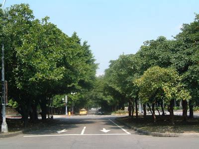 黃色的花樹木|樹花園城市綠化專題: 台北市常見40種行道樹種類